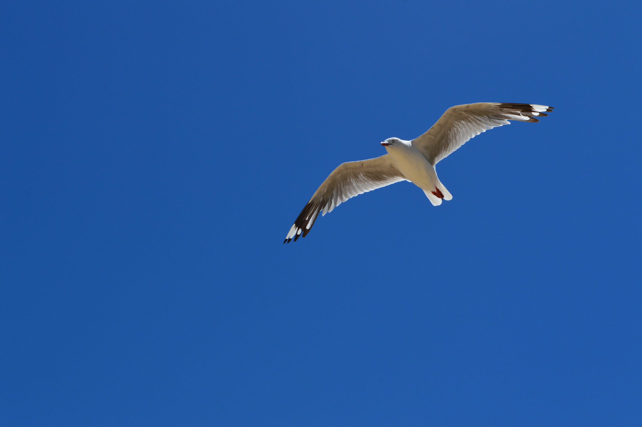 pássaro voando no céu azul