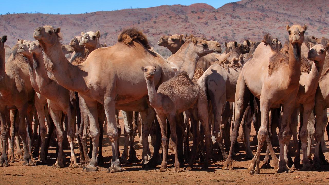 Vários camelos na Austrália juntos: animais adultos e jovens estão na mesma imagem