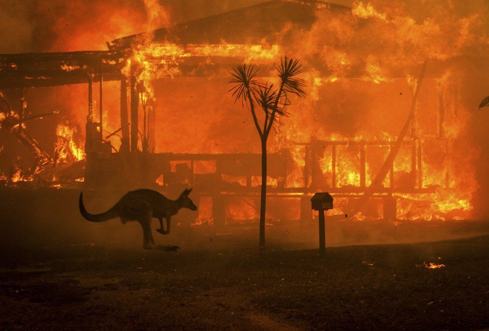 A famosa foto de Matthew Abbott mostra um canguru fugindo do incêndio e uma casa em chamas ao fundo
