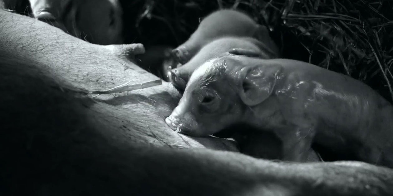 Cena do filme Gunda com filhotes de porcos sendo amamentados pela mãe