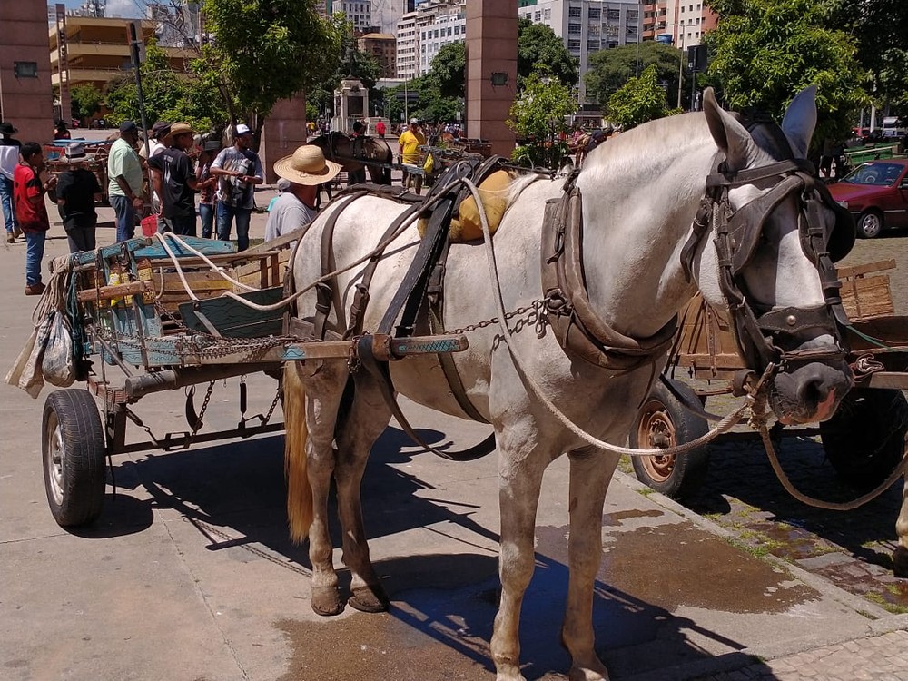 Cavalo escravizado puxando carroça em Belo Horizonte / MG.