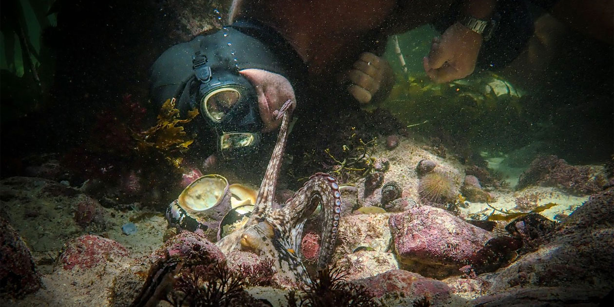 Creig Foster interagem com polvo no fundo do mar em cena do filme Professor Polvo