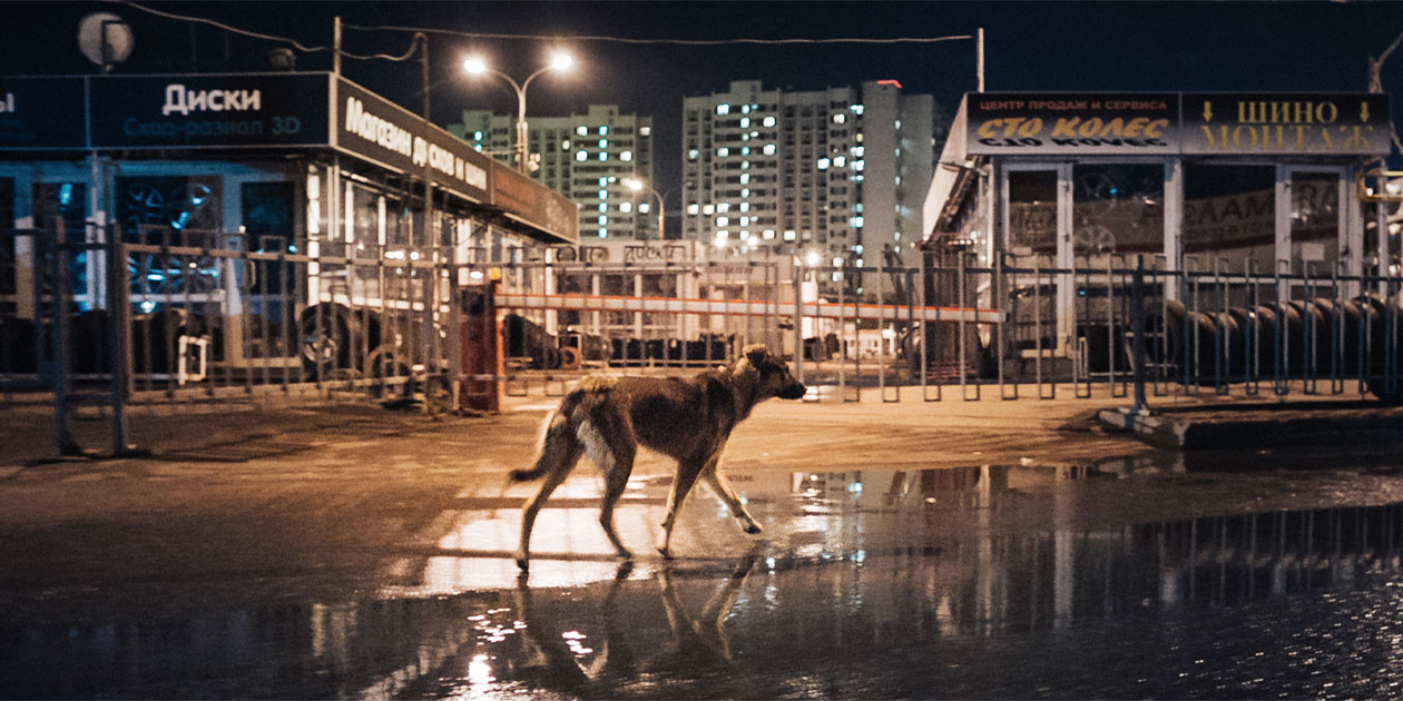 Cena do filme Space Dog: cachorro vagando pelas ruas de Moscou passando por uma poça d'água