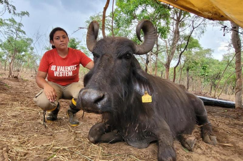 Búfalas de fazendeiro são socorridas por ativistas e voluntários locais